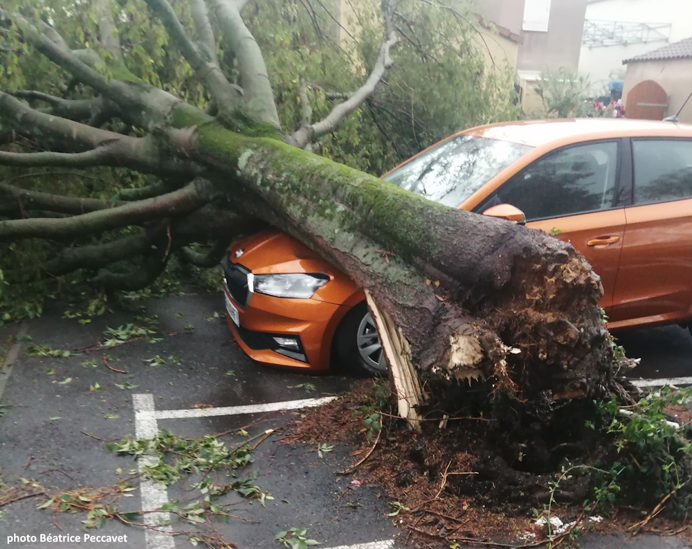 orage arbre orange
