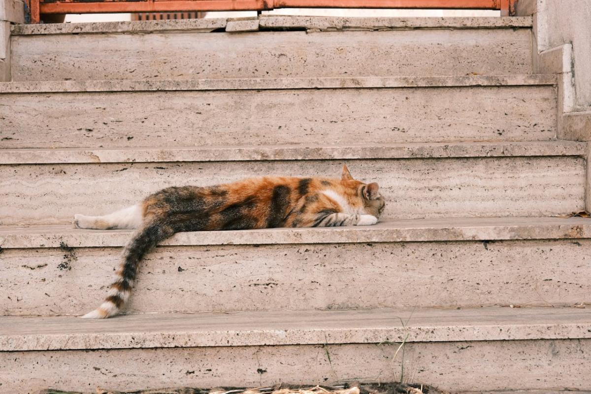 Chat qui dort et a chaud