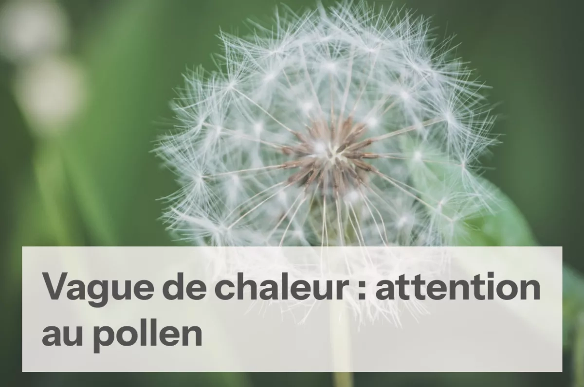 Fleur pollen