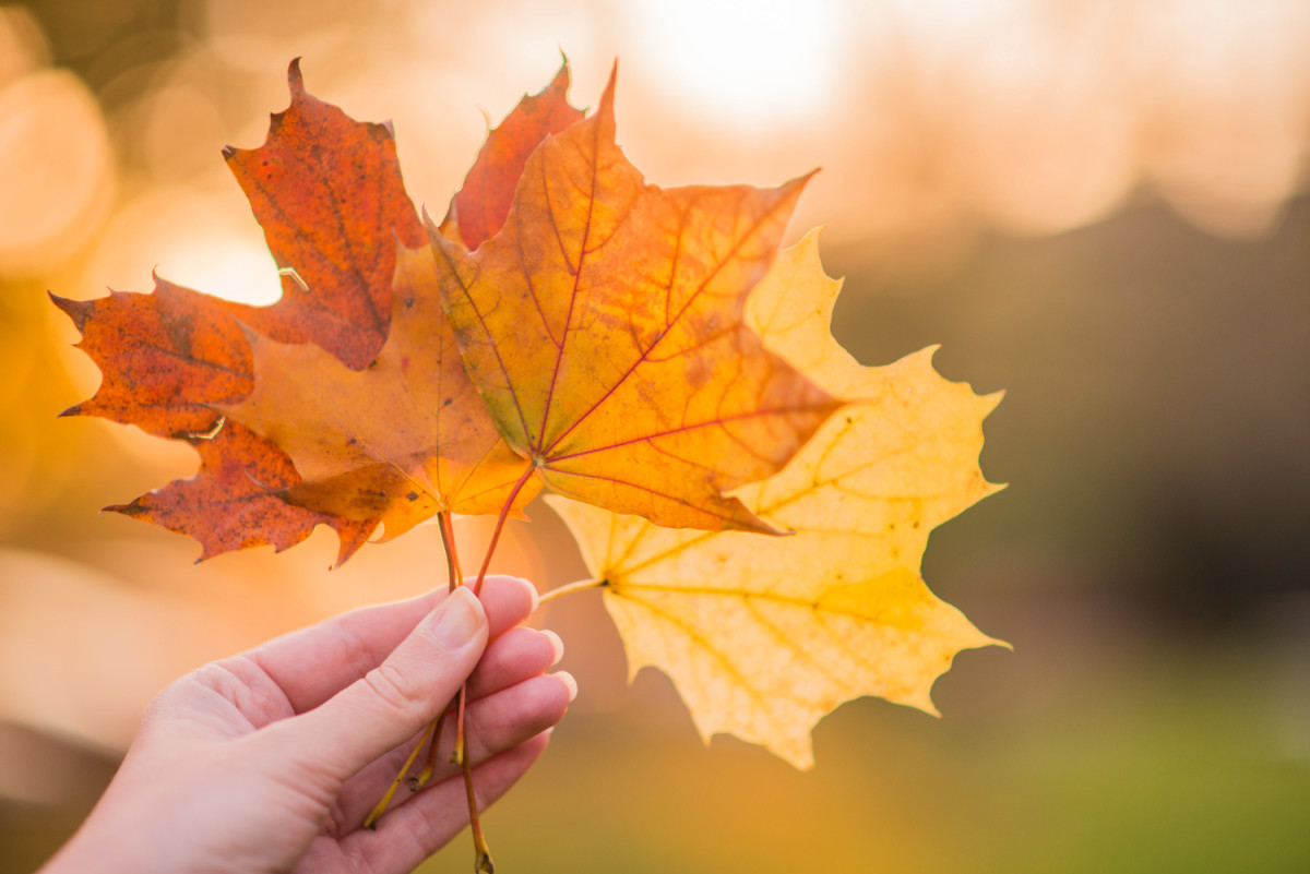 Une personne tient une feuille d'érable