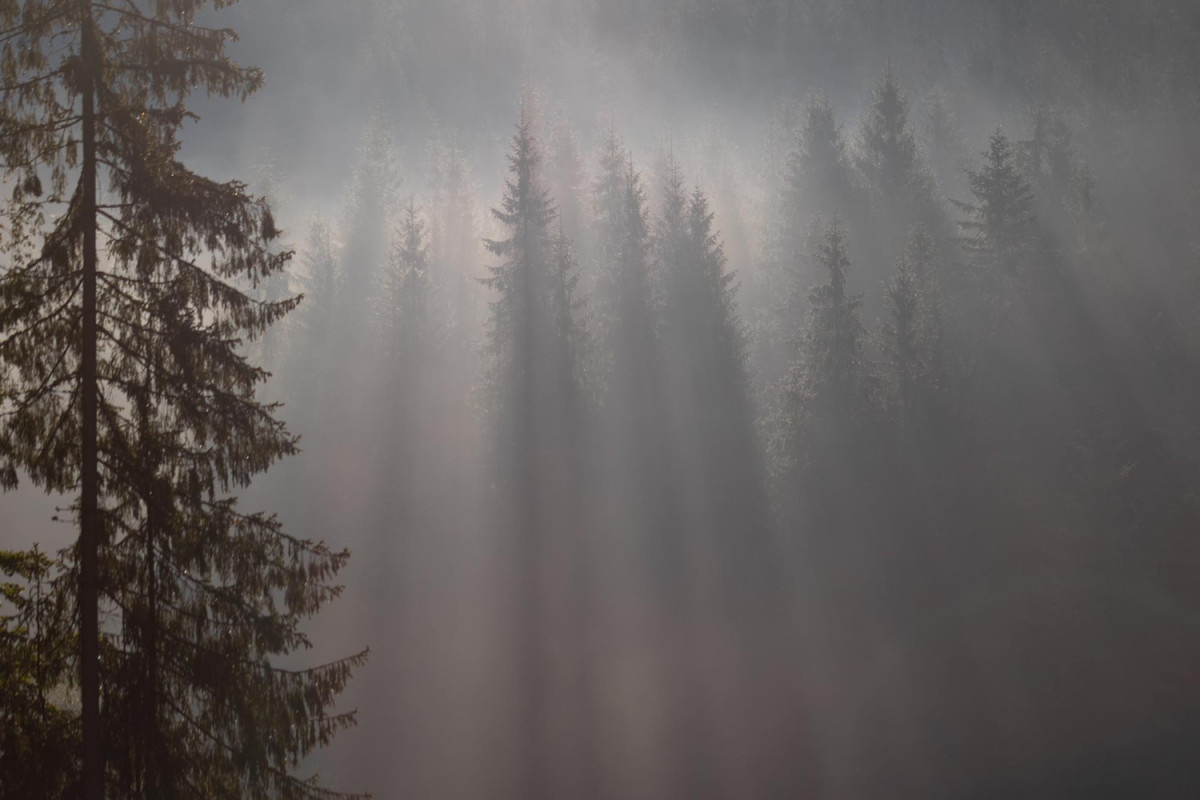 Brouillard dans une forêt