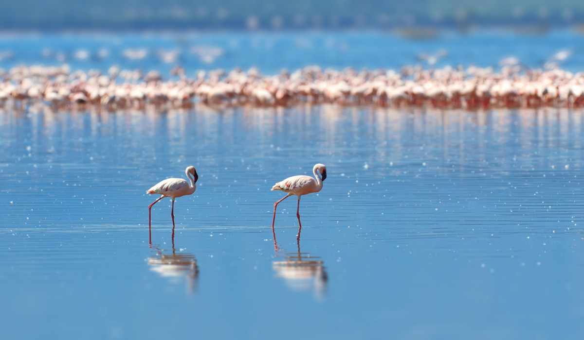 Camargue, flamants rose dans l'eau