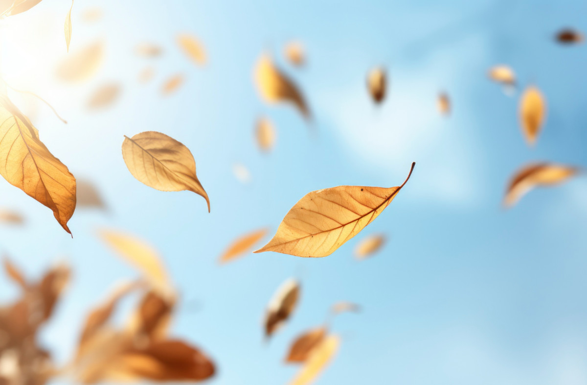 Feuilles emportées par le vent