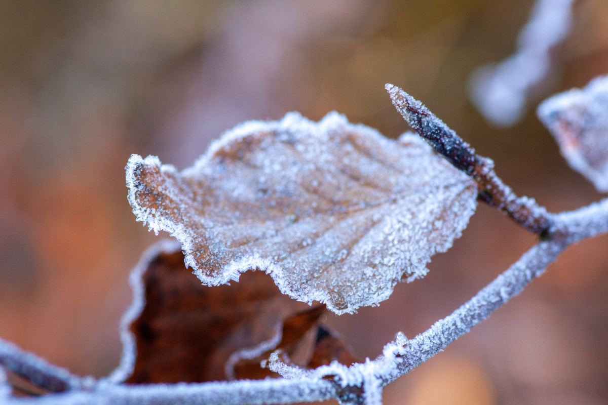 Feuille touchée par le gelée du matin