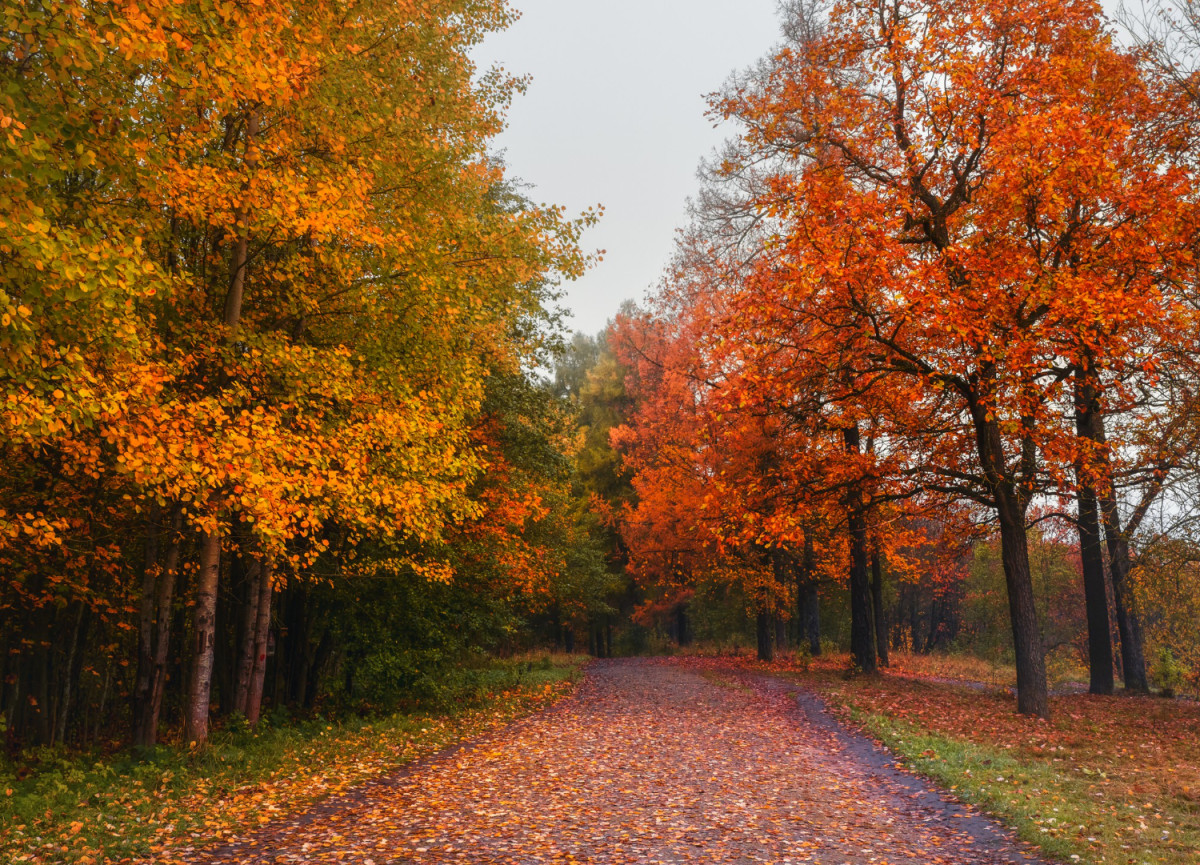 Arbres avec des feuilles d'automne