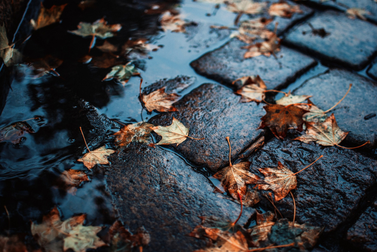 Des feuilles mortes sur le sol