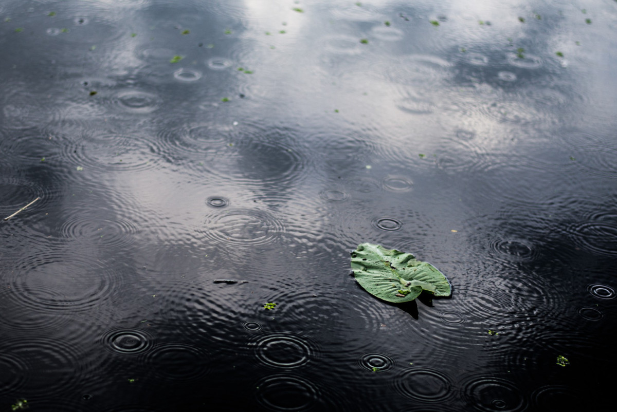 Feuille posée dans une flaque d'eau