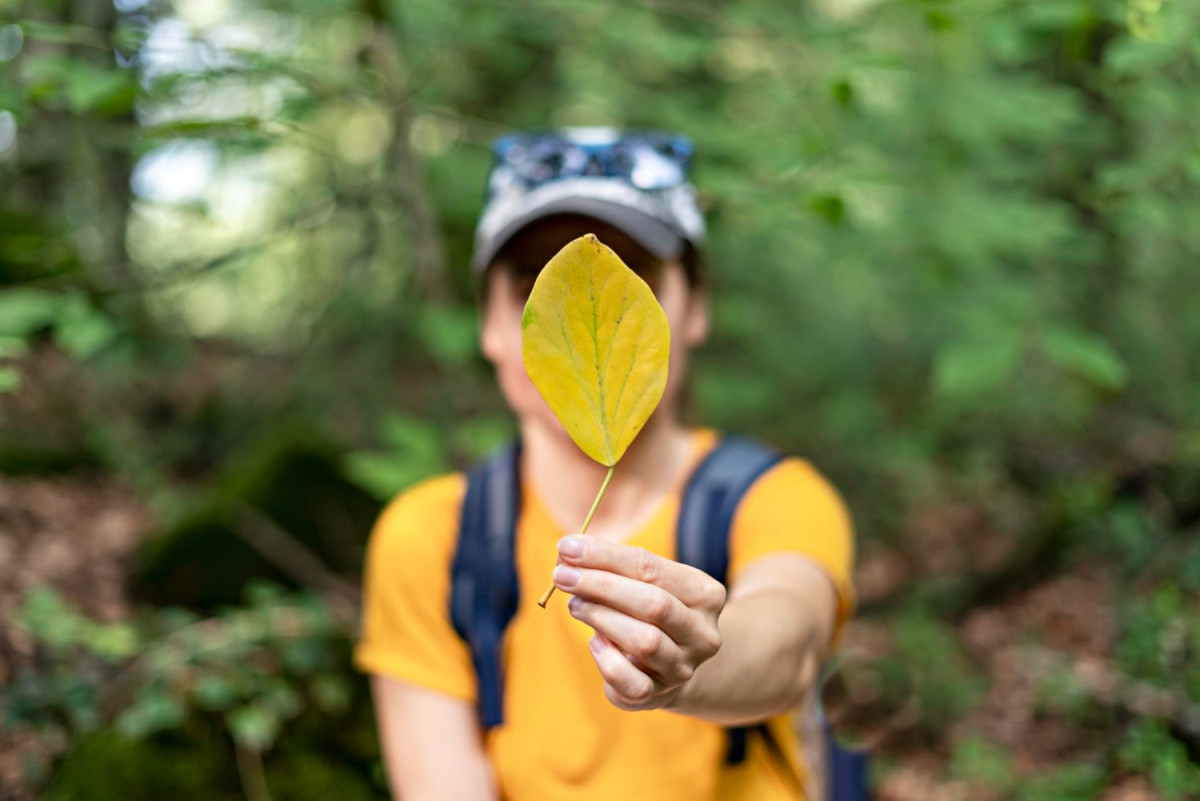 Un homme tient une feuille d'arbre