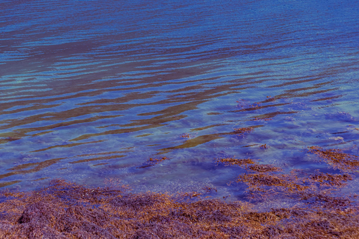 Algues rouges sur une plage