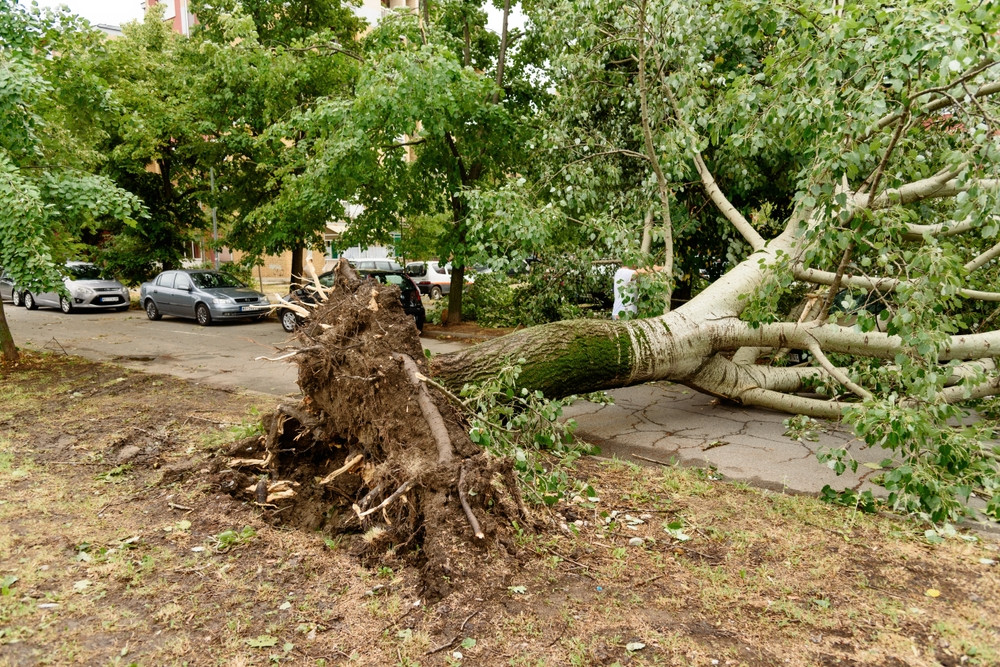 Arbre déraciné