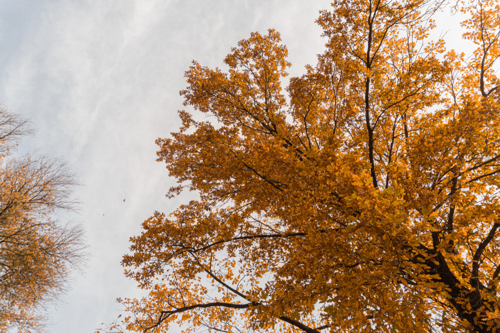 Arbre aux feuilles d'automne et ciel gris