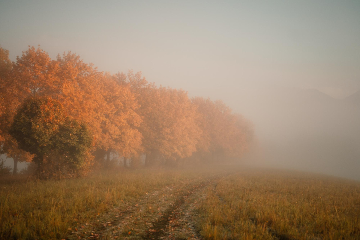 Brouillard