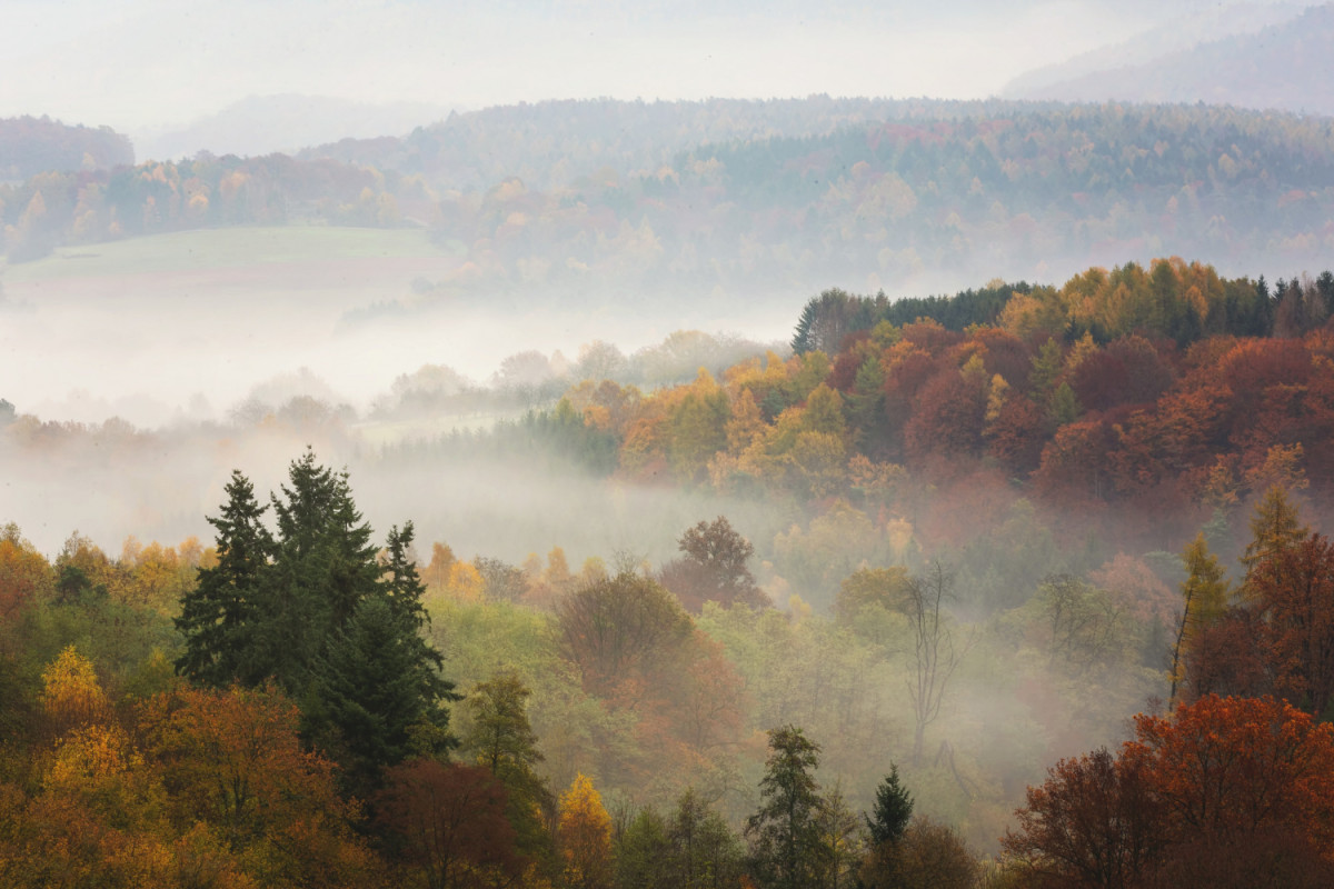 Brouillard en campagne