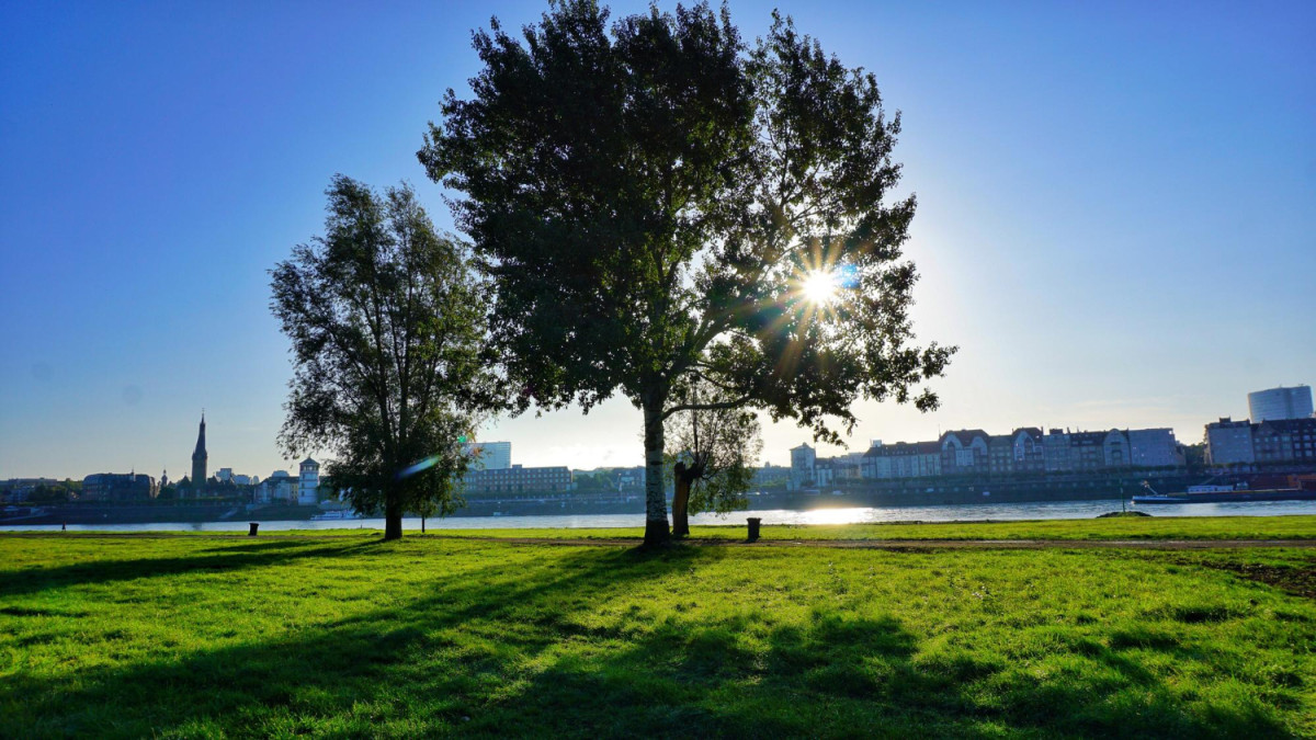 Un arbre avec du ciel bleu