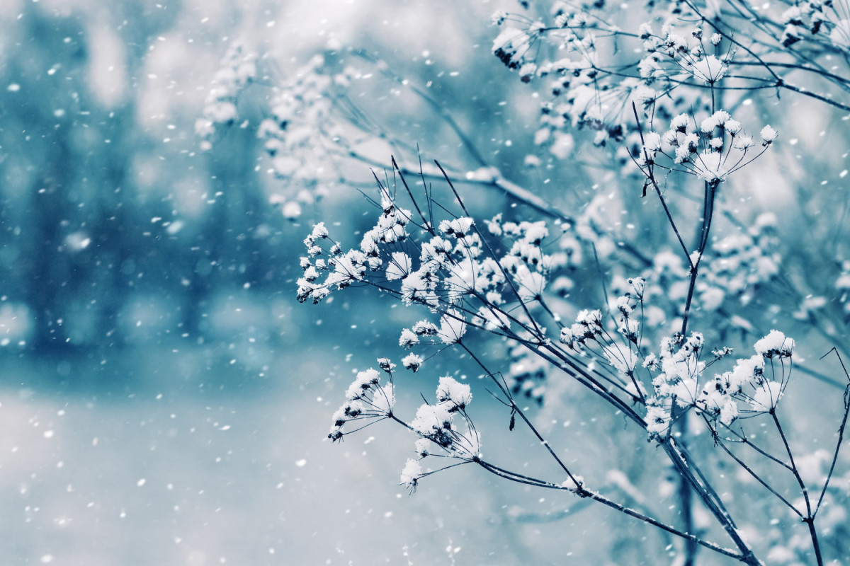 Arbre couvert de neige