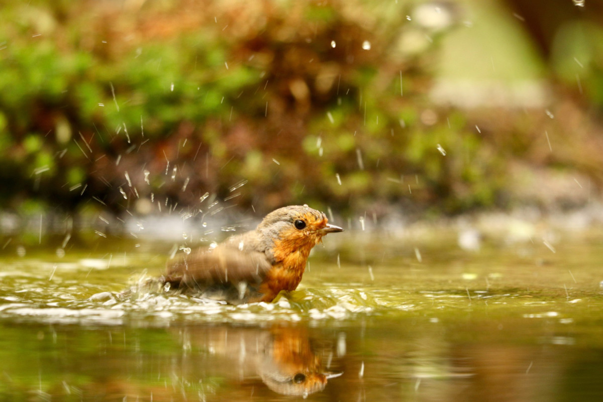 Un oiseau s'amuse dans une flaque