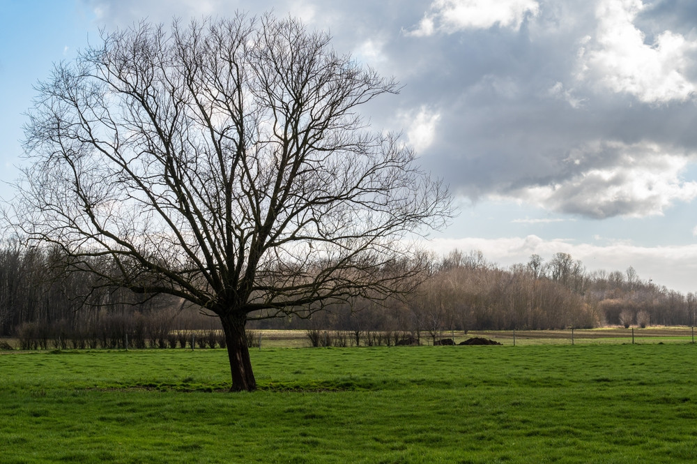 Un arbre à la campagne en hiver