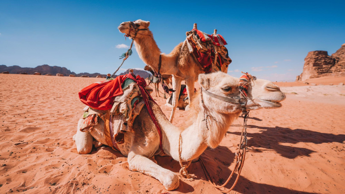 Des chameaux dans le désert