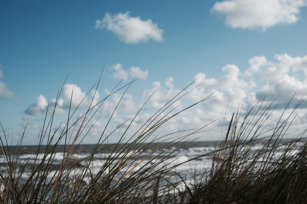 Des oyats sur la plage