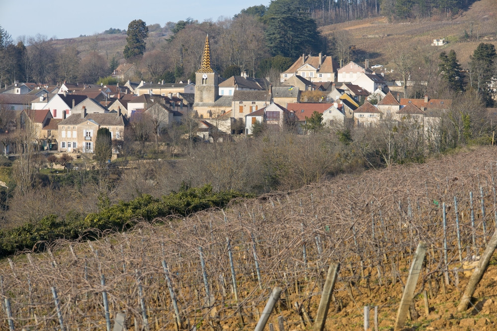Vignes en hiver