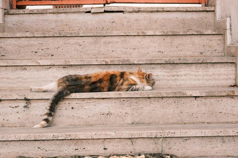 Chat qui dort et a chaud