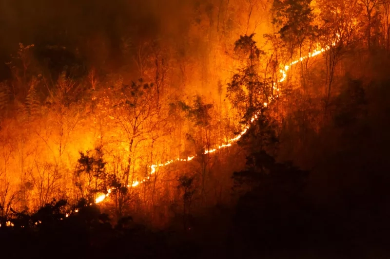 Incendie de forêt267