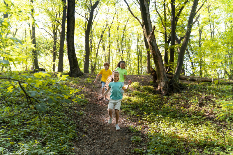 Des enfants se promènent en forêt709