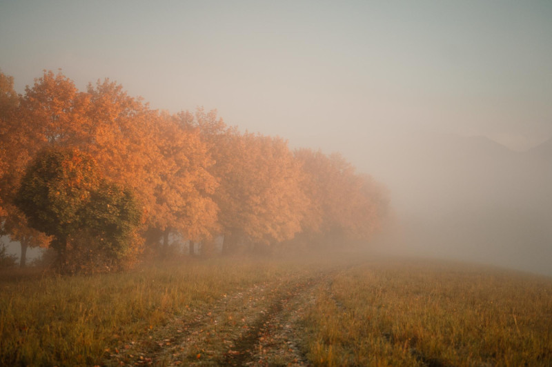 Brouillard