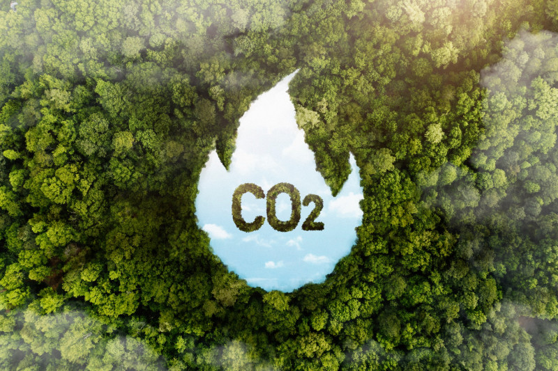 Image de forêt