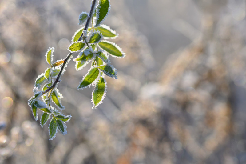 Branche d'arbre couverte de gel