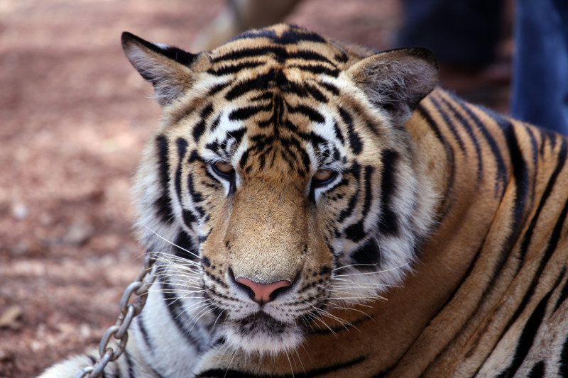 Tigre du Bengale1754