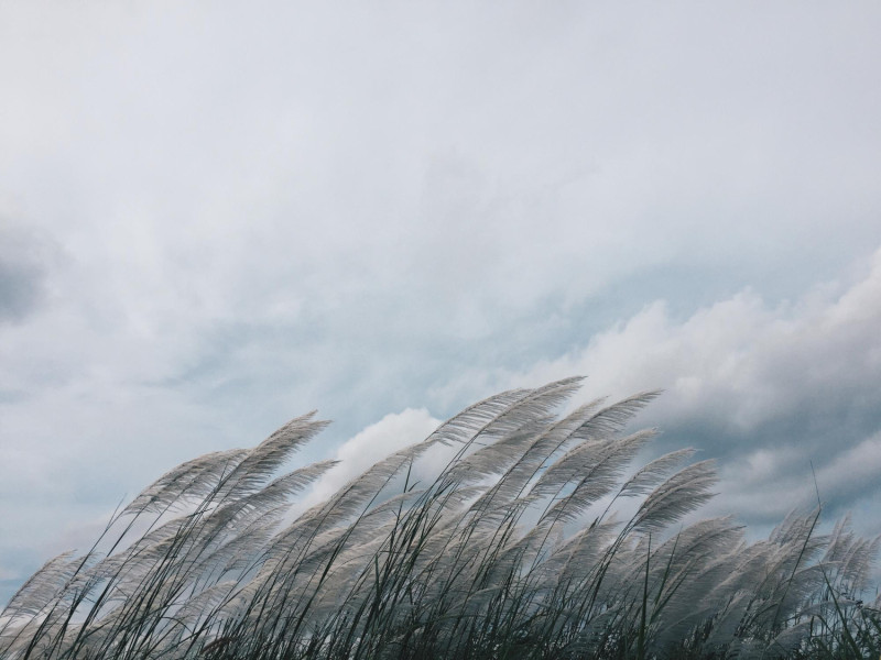 Herbe courbée par le vent2128