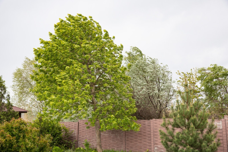 Des arbres penchés par le vent