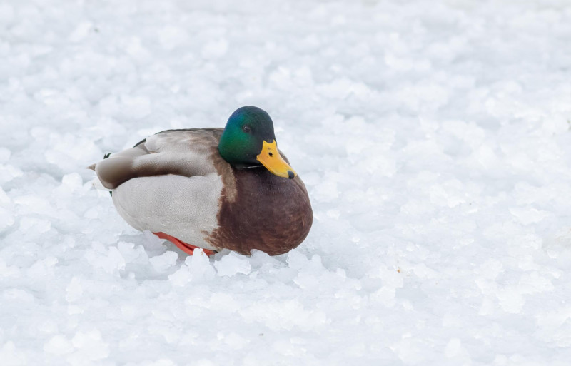 Un canard dans la neige