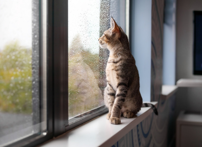 Un chat regarde la pluie tomber à travers une fenêtre