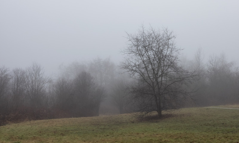Brouillard plaine