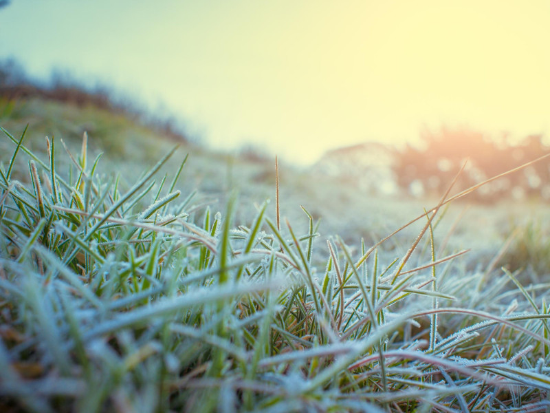 Campagne touchée par le gel et le froid