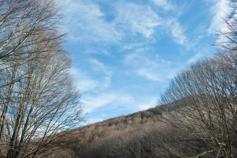 Hiver arbre près d'une colline