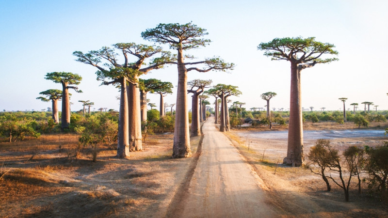 Allée des Baobab à Madagascar