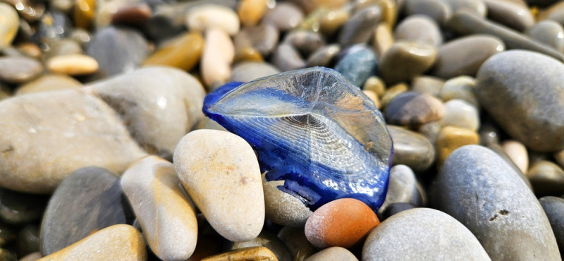 Méduse sur une plage de galet