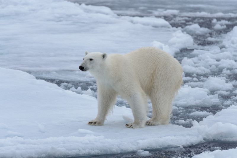 Ours polaire sur la banquise