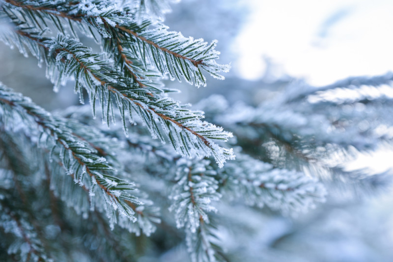 Sapin enneigé