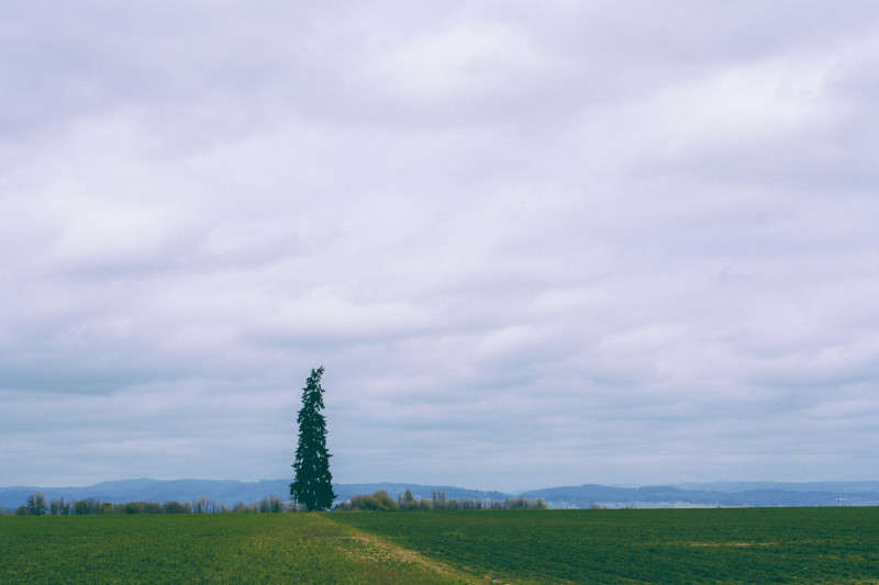 Plaine avec un arbre et ciel nuageux