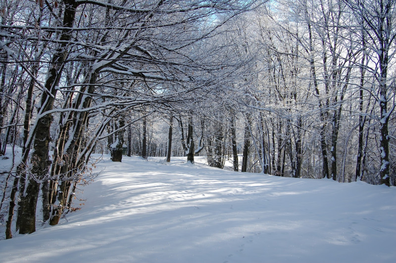 Rue avec arbres et neige