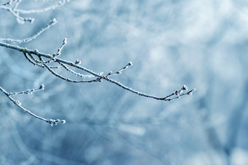 Une branche couverte de gel