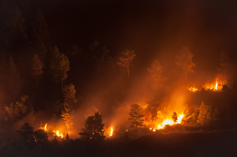 Incendie de forêt
