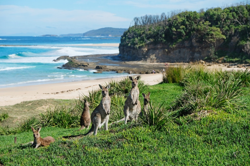 Des kangourous sur une plage en australie
