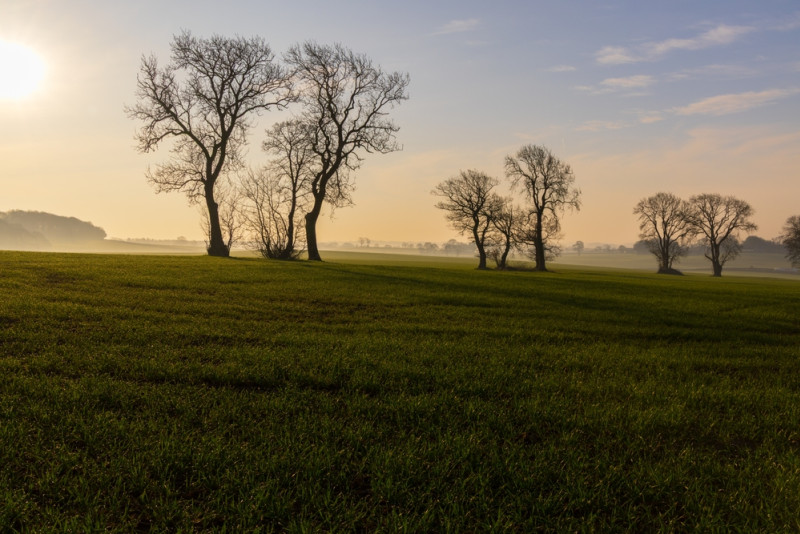 Arbres dans une campagne en hiver