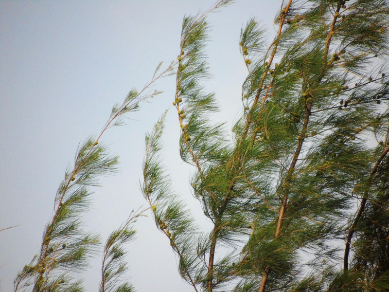 Branches balayées par le vent