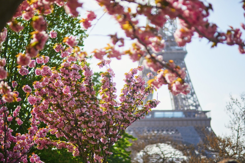 Cerisiers avec la tour Eiffel